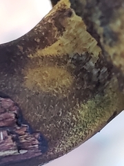 Cyanoboletus pulverulentus