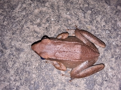 Indosylvirana caesari