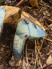 Cyanoboletus pulverulentus