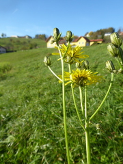 Crepis biennis