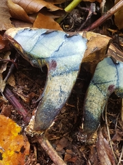 Cyanoboletus pulverulentus