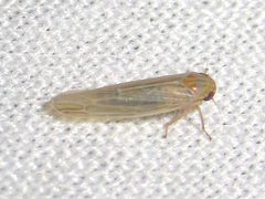 Balclutha neglecta