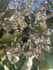 Taphrina robinsoniana