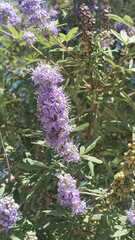 Vitex agnus-castus
