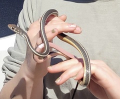 Masticophis lateralis