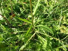 Crepis biennis