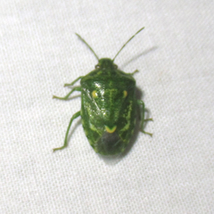 Banasa euchlora