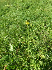 Crepis biennis