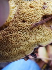 Cyanoboletus pulverulentus