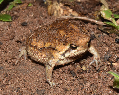 Breviceps