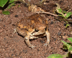 Breviceps
