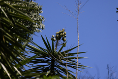 Agave karwinskii