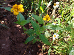 Sclerocarpus uniserialis