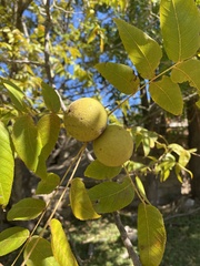 Juglans
