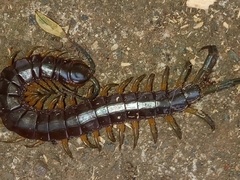 Scolopendra viridis