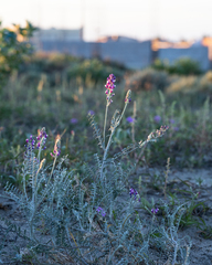Astragalus magdalenae