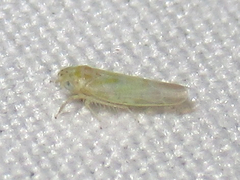 Zyginama tripunctata