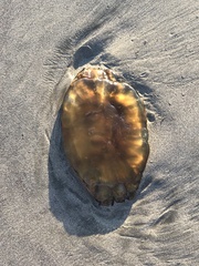 Chrysaora fuscescens