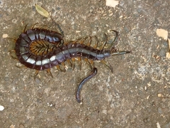 Scolopendra viridis