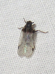 Cixius stigmatus
