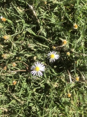 Symphyotrichum divaricatum