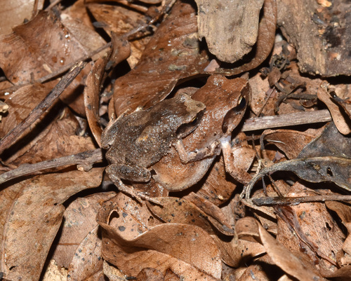 Bush Squeaker, Arthroleptis wahlbergii