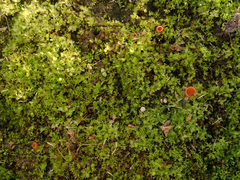 Octospora excipulata