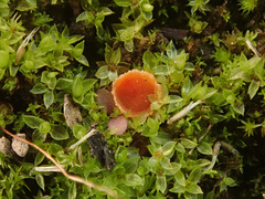 Octospora excipulata