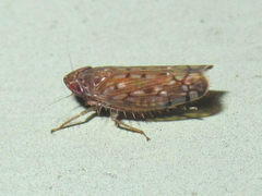 Osbornellus