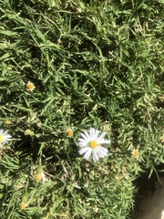 Symphyotrichum divaricatum