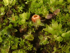 Octospora excipulata