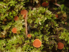 Octospora excipulata