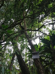 Spilotes pullatus
