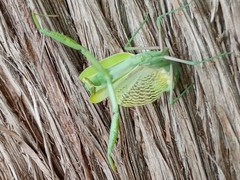 Stagmomantis limbata
