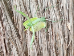 Stagmomantis limbata