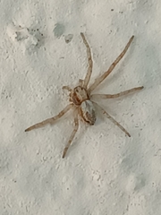 Pulchellodromus pulchellus