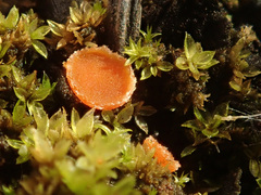 Octospora excipulata