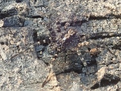 Acantholycosa lignaria