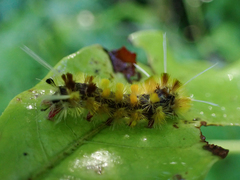 Lophocampa