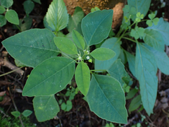 Euphorbia graminea