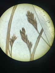Carex scoparia