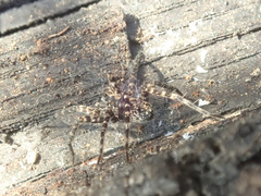 Acantholycosa lignaria