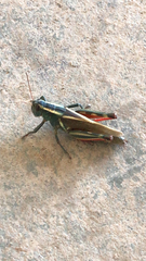 Melanoplus thomasi