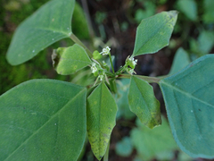 Euphorbia graminea