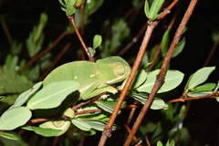Chamaeleo dilepis