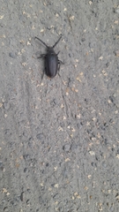 Prionus coriarius