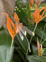 Mecistogaster ornata