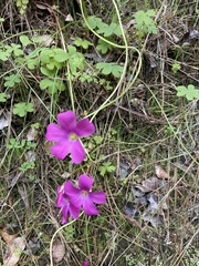 Oxalis