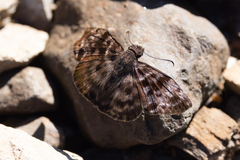 Ebrietas anacreon