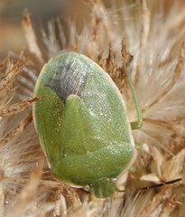 Chlorochroa uhleri